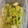 かわうそ。's cooksnap of when they made 白菜のやみつき塩昆布漬け＊作り置き＊.