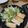 negoo's cooksnap of when they made 簡単♪白菜の美味シソナムル～♪.