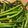 クック7GK0CS☆'s cooksnap of when they made ぐるはす(水蓮菜)の炒め物.