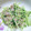 kashikon's cooksnap of when they made 豆苗とツナの塩炒め.