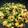 roll21's cooksnap of when they made 小松菜とエリンギのオイスター炒め.