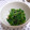 めなよ's cooksnap of when they made おかひじきのからしおかか和え.