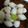 ひっこ's cooksnap of when they made レンジで1分*銀杏の殻むき*.