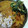りんばたまま's cooksnap of when they made スペアリブとトマトの無水カレー.