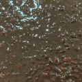 はしりかあさん＊'s cooksnap of when they made ゼロ活力なべde簡単おいしい★つぶし餡★.