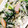 cotton777's cooksnap of when they made ☆ほうれん草の卵とじ炒め☆.