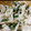 ちちょーん's cooksnap of when they made 大根とツナのマヨ柚子胡椒.