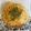 クックUDM98E☆'s cooksnap of when they made 材料３つで簡単！たらこパスタ.