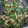 ako3zz's cooksnap of when they made ほうれん草とヒラタケとしらすの炒め物.