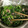 クックZ8J4H4☆'s cooksnap of when they made 菜の花とツナの和風サラダ.