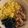 ☆★ＨＡＣＨＩ♪★☆'s cooksnap of when they made 3色豚そぼろ丼.