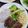 2児ママみきてぃ's cooksnap of when they made 簡単 シンプル美味しい ピーマンの肉詰め.