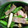 ２４なるるん's cooksnap of when they made 簡単♪しめじ と しし唐の炒め物.