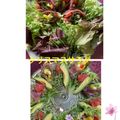クック3VG036☆'s cooksnap of when they made リースサラダ.