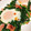 はらぺこなおぴ's cooksnap of when they made ほうれん草とベーコンの巣籠もり卵.