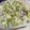 ☆sinnkuro★'s cooksnap of when they made 1week OK！キャベツのマスタード煮.