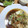 みきちぃ's cooksnap of when they made たらの中華風レンジ蒸し.