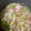 とくてぃますぱっと。's cooksnap of when they made とろとろキャベツとベーコンのスープ.