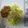 クックK9L00P☆'s cooksnap of when they made キャベツのうま塩春雨サラダ.