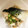 クックTVP95C☆'s cooksnap of when they made 簡単おいしい☆鮭ともやしのレンジ蒸し♪.