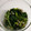 オデッタ's cooksnap of when they made 春菊としめじのゆず胡椒和え.