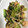 冷蔵庫レスキュー隊's cooksnap of when they made えびと青梗菜としめじの炒め物.