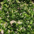 2人の息子's cooksnap of when they made 美味しい！生高菜のジャコ炒め.