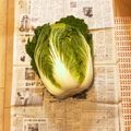 ころんぴ's cooksnap of when they made 丸ごと白菜の長持ちさせる方法だワン.