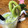 kurozata's cooksnap of when they made 【簡単】ゴロっとキウイのさっぱりモクテル.