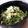♡こもれび♡'s cooksnap of when they made 豆苗とツナのさっぱりおろし和え.