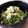 ♡こもれび♡'s cooksnap of when they made 豆苗とツナのさっぱりおろし和え.