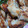 Ran6312's cooksnap of when they made 鶏むね肉が柔らか～い！串なし☆塩焼き鳥.