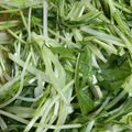 まいぷりん75's cooksnap of when they made レンジで簡単＊水菜の辛子おひたし.