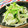 U☆kaoru's cooksnap of when they made ☆大根と豆苗の♪簡単ポン酢和え☆.