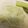 クック4V5HEN☆'s cooksnap of when they made りんごとセロリのフルーティサラダ.