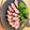 すずわんこ's cooksnap of when they made わさびと塩でどうぞ！簡単♪鴨のロースト.