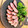すずわんこ's cooksnap of when they made わさびと塩でどうぞ！簡単♪鴨のロースト.