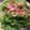 ベティ３'s cooksnap of when they made おひとりさまのレタスベーコンで簡単サラダ.