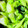 ミント🌿's cooksnap of when they made ロマネスコの茎の白だし和え.
