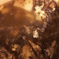 koyumix's cooksnap of when they made もずく スープ.