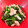 クックLDX6TD☆'s cooksnap of when they made ちぢみほうれん草と豚こまニンニク炒め♪.
