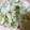 xyzクック's cooksnap of when they made 簡単　ササミとキュウリのすだちおろし.