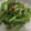 あゆたっくん's cooksnap of when they made 簡単！しらす丼.
