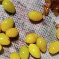 おおかなぼぅ's cooksnap of when they made 塩揚げぎんなん.