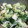 saki1010's cooksnap of when they made ゴーヤ（小松菜）と大根おろしの旨み和え.