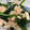 m11m11's cooksnap of when they made ほうれん草とささみの中華和え.