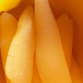 chulita5's cooksnap of when they made 数の子の塩抜きの方法.