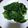 クック3N0VKO☆'s cooksnap of when they made ほうれん草ゆでかた.