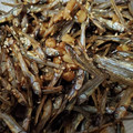 クック502ZU1☆'s cooksnap of when they made 簡単　目分量　田作り.