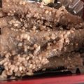 ミリン☆'s cooksnap of when they made 簡単我が家のたたきごぼう♪.